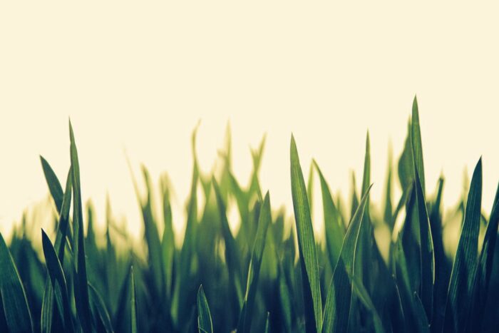 Gerstengras mit Curcumin noch besser?