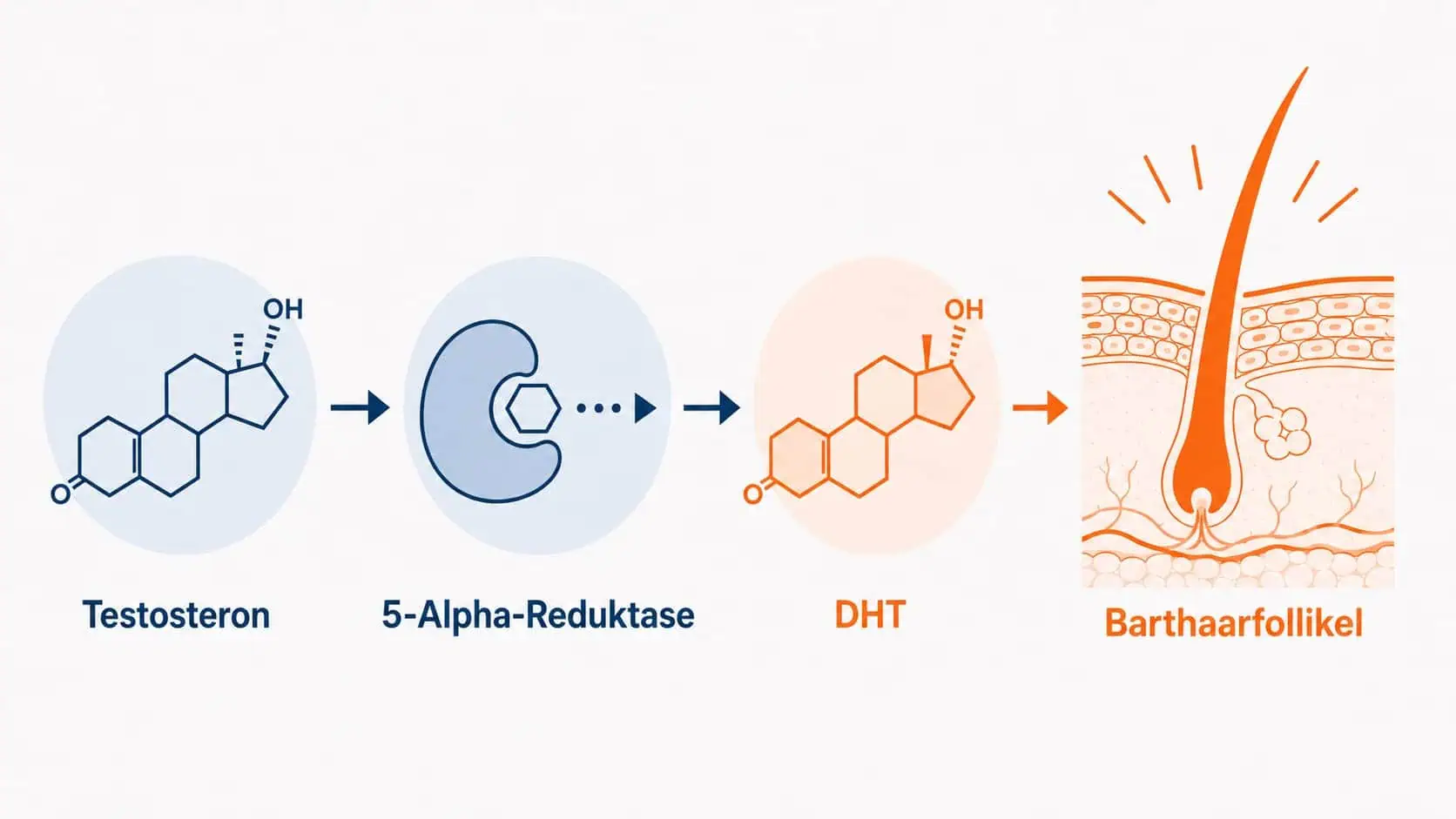 Infografik: Umwandlung von Testosteron in DHT durch das Enzym 5-Alpha-Reduktase