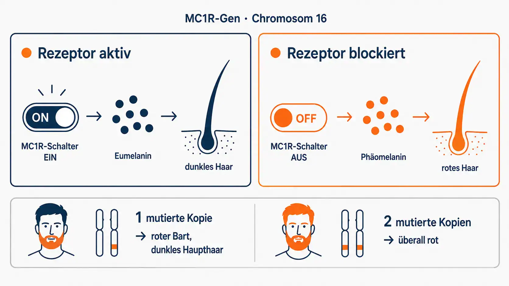 Infografik: Wie das MC1R-Gen über Phäomelanin und Eumelanin entscheidet, ob der Bart rot wird